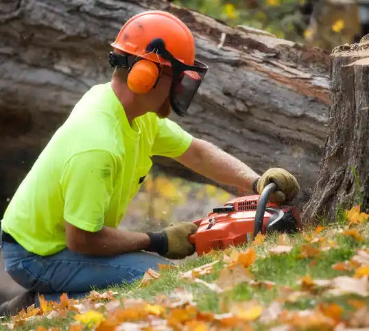 tree services Bel Air South